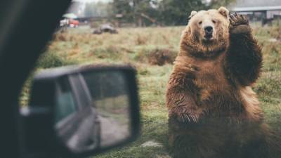 Медведь в США ворвался в автомобиль, чтобы забрать мусор