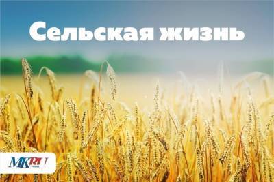 Растим рапс и готовимся обогнать Прибалтику - нюансы псковского сельхозбизнеса