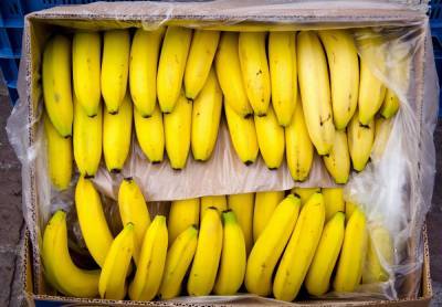 Опасные бананы завезли в Одесскую область, фото: "на 200 миллионов..."