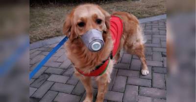 В Японии коронавирус впервые обнаружен у собак