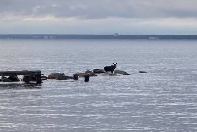 Плавающего в Финском заливе лося спасли в Сестрорецке