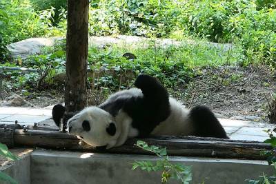 На востоке Китая отметили день рождения панд-близнецов