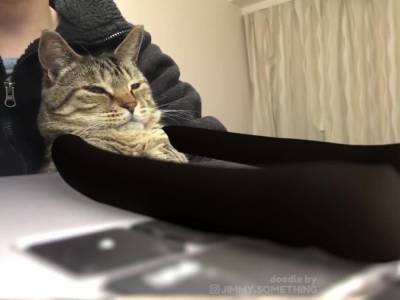 Печатал лапками: кот «работал» за ноутбуком и насмешил Сеть
