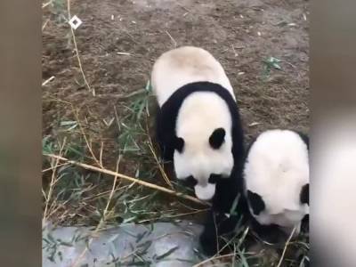 «Как пьяные»: Неуклюжие панды развеселили пользователей Сети