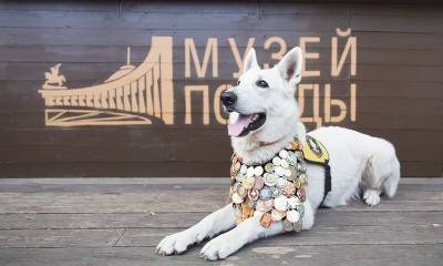 Юным москвичам предлагают нарисовать «Портрет фронтовой собаки»