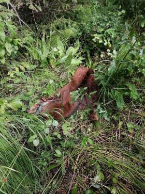 В нацпарке «Зигальга» браконьеры убили лосиху с лосенком