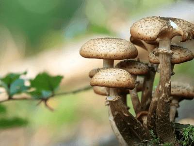 Бороться с онкологией могут живущие на древесине грибы