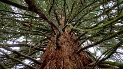 В Европе могут появится доисторические деревья-гиганты