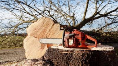 В Удмуртии спиленое дерево насмерть придавило 11-летнего мальчика