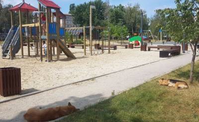 Бездомные собаки поселились на новой детской площадке под Воронежем