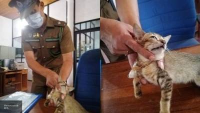 Полиция Шри-Ланки задержала кота-контрабандиста с пакетом наркотиков на шее