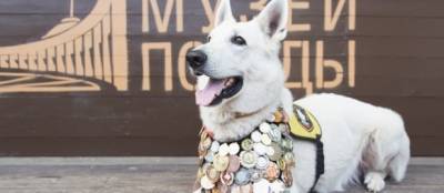 Красногорцам предложили нарисовать «Портрет фронтовой собаки»