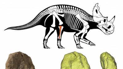 Ученые впервые выявили злокачественную опухоль у динозавра