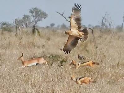 Орел и два шакала решили устроить совместную охоту за антилопой в ЮАР