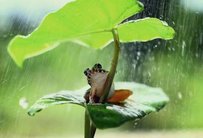 Дожди, грозы и до +24 градусов: погода в Ленобласти на 5 августа