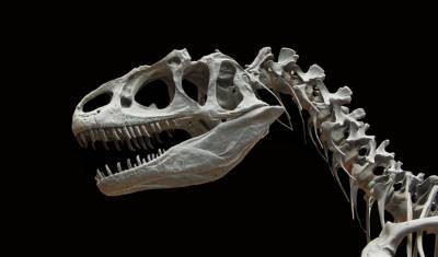 Ученые впервые нашли у динозавра рак