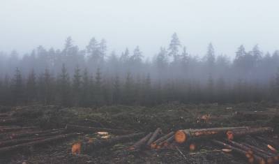Власти Югры продают два крупных лесопромышленных предприятия за 7 млрд рублей