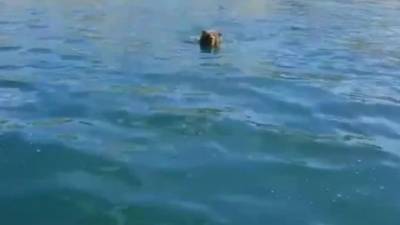 Видео: На Байкале туристы на лодке застрелили плывущего медведя