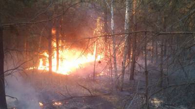 30 млн. рублей выделят из федерального бюджета Мурманской области на тушение лесных пожаров