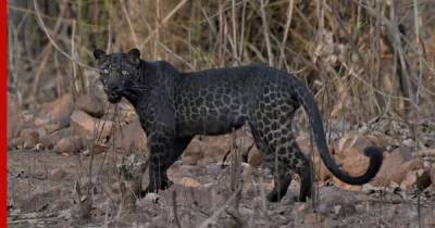 В Индии сфотографировали редкого черного леопарда