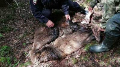 На Южном Урале в нацпарке браконьеры убили лосиху и лосенка