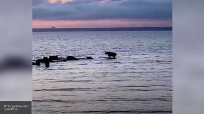 Петербургские специалисты спасли лося из акватории Финского залива