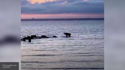Эксперт-эколог объяснил, почему лось ушел в Финский залив в Петербурге