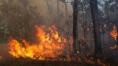 Лесные пожары в Якутии тушат более 700 человек