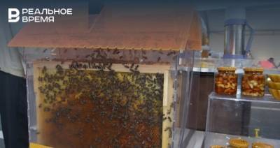 В Татарстане зафиксировали массовую гибель пчел