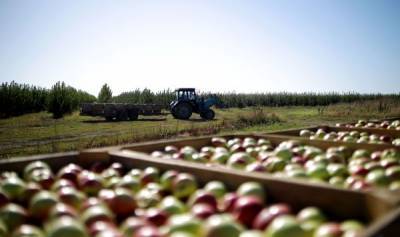 Медленно, но верно: сельское хозяйство Латвии растет в размерах