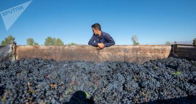 Чем не угодил армянский виноград? Фермеры и производители вин в ступоре