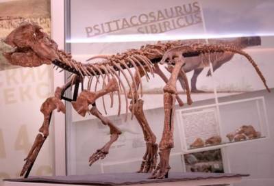 Петербургские палеонтологи нашли в Кемеровской области останки динозавров