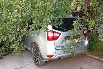Из-за ветра или аварийное: в Новосибирске дерево упало на автомобиль