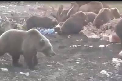 Огромное «стадо» бурых медведей, пасущихся на свалке под Магаданом, попало на видео