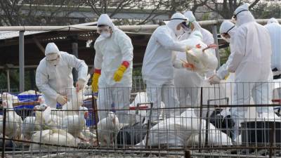 Казахстан ввел ограничения на границе с РФ из-за обнаружения птичьего гриппа