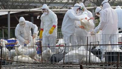 В Челябинской области выявили очаг птичьего гриппа. Казахстан ввёл ограничения на ввоз птиц и яиц из региона