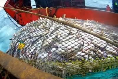 На Камчатке рыболовецкая компания оштрафована на 50 тыс. рублей за 27 тонн трески с мышьяком