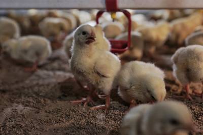 Казахстан запретил ввоз птицы из России из-за птичьего гриппа в Челябинской области