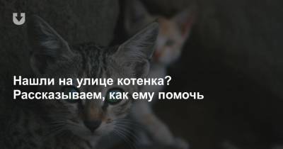 Нашли на улице котенка? Рассказываем, как ему помочь