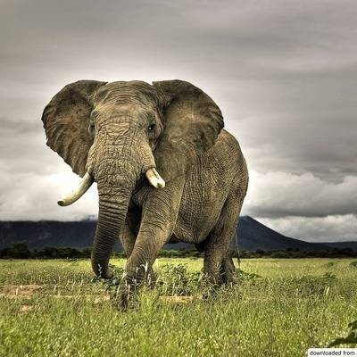 Раскрыта причина массового вымирания животных в Африке