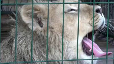 Львенок Симба, которого спасли в челябинском зооприюте, готовится отправиться в Африку