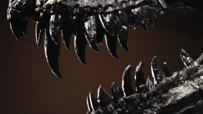Останки динозавров нашли в Кемеровской области — видео