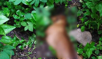 В Петрозаводске хозяева выкинули собаку из окна: она погибла