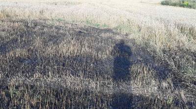 В Смолевичском районе работники МЧС спасли от пожара 33,6 га пшеницы