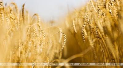 Хлеборобы Брестской области намолотили 1 млн т зерна