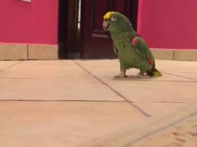 Забавный ролик из Сети: попугай отличился очень странным смехом