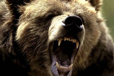 В Сочи 11-летнего ребенка загрызли дикие медведи
