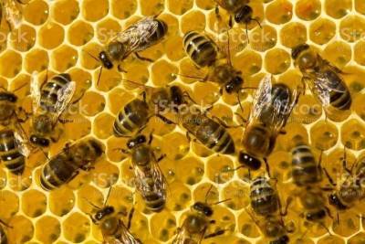 Пчеловода из Тульской области наказали за неправильное содержание пчел
