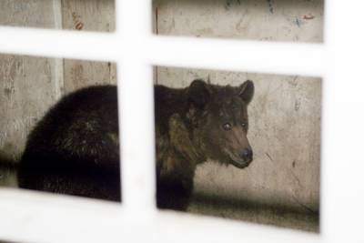 В Сочи дикие медведи загрызли 11-летнего мальчика