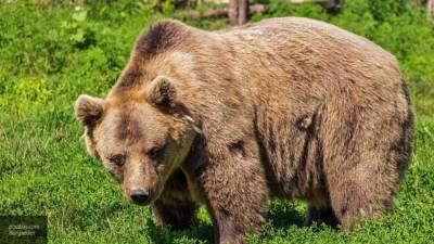 Медведи растерзали 11-летнего мальчика в сочинском вольере